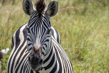 Fototapeta na wymiar Zebra's close headshot, in her natural habitat in Imire Rhino and Wildlife Conservancy, Zimbabwe, Africa