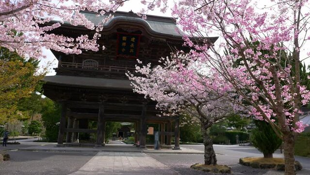 sakura trees in bloom near a historic buddhist temple in Japan, Shinto shrine gate in Kamakura with blossoming cherry trees, Japan in spring