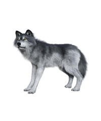 Gray Wolf in PNG, Book cover design image,3d rendering - 585735691