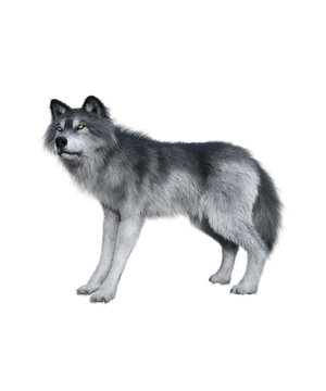 Gray Wolf in PNG, Book cover design image,3d rendering