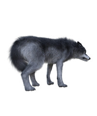Gray Wolf in PNG, Book cover design image,3d rendering - 585735897