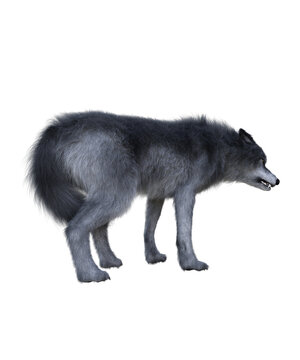 Gray Wolf in PNG, Book cover design image,3d rendering