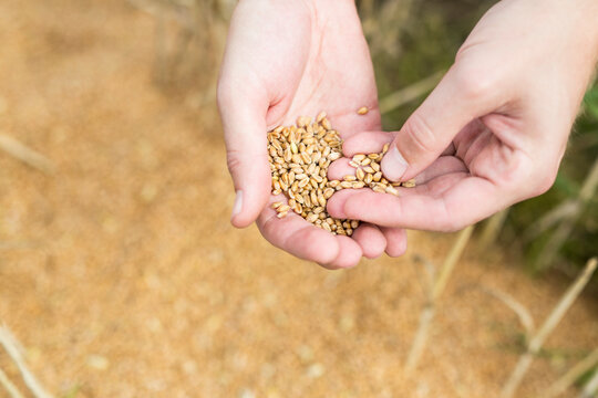 Close-up of farmer's hand holding oats