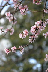 咲き始めた桜