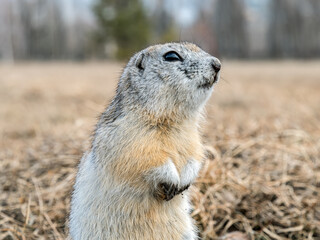 Gopher is leaned out of its hole on a lawn and looking at the camera. Waking up rodent after season hibernation. Close-up portrait of a rodent.
