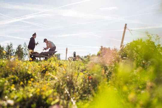 Two women working on allotment