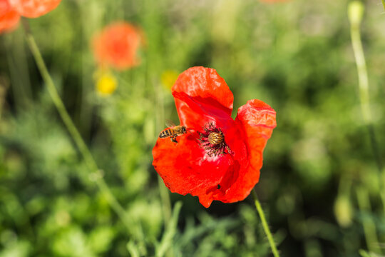 Bee flying around poppy flower