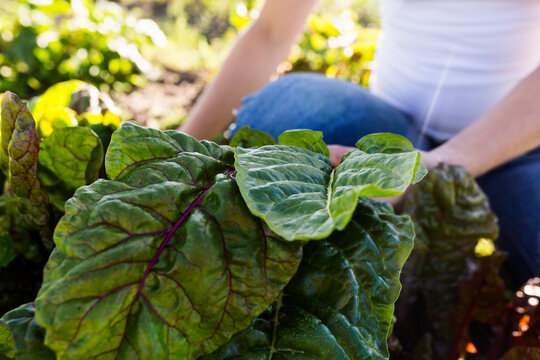 Mid section of woman picking chard on allotment