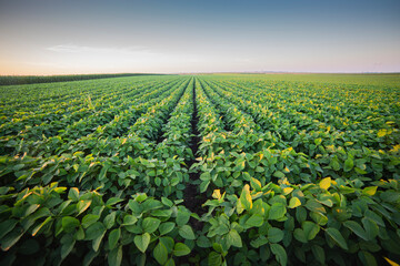 Soybean field ripening at spring season, agricultural landscape