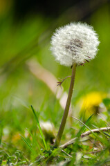 Fragile dandelion in front of an abstract green background, Taraxacum.