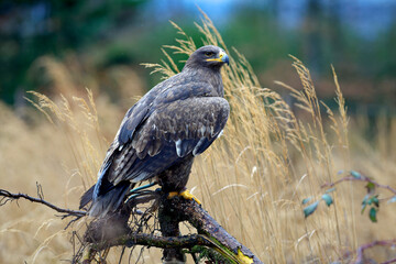 Beautiful shot of a majestic steppe eagle (Aquila nipalensis) perched on a branch in tall grass