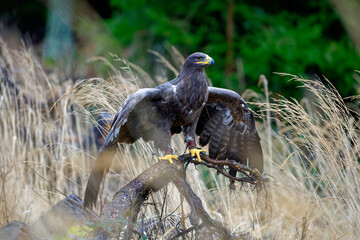 Beautiful shot of a majestic steppe eagle (Aquila nipalensis) perched on a branch in tall grass