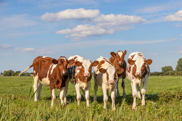 Young cow calves in a row, side by side, standing in a green meadow, red and white group of heifer together happy and playful under a blue sky - obrazy, fototapety, plakaty