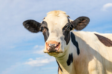 Young cow, black and white friendly sassy looking, pink nose, in front of a blue sky, looking at the camera, portrait in medium shot