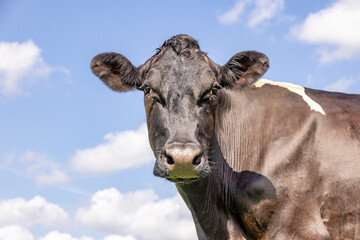 Milk cow, looking cute, black and white dairy stock, black nose, the background a blue sky