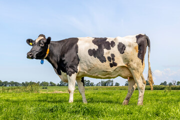 Cow standing full length in side view, Holstein milk cattle black and white, udder large and full...