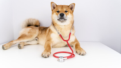 Obraz premium a dog at a vererinar reception