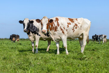 Fototapeta na wymiar Two cows in a field, side view diversity colors, standing full length side by side, milk cattle, a blue sky