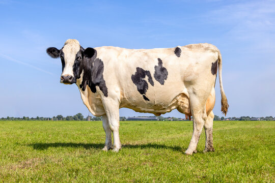 Cow milk cattle black and white, standing Holstein livestock, udder large and full and mammary veins, a green field and a blue sky