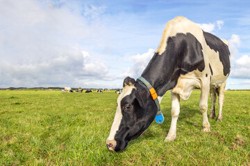 Milk cow grazing in a field, black and white spotted coat, full length side view, blue sky, green grass horizon over land