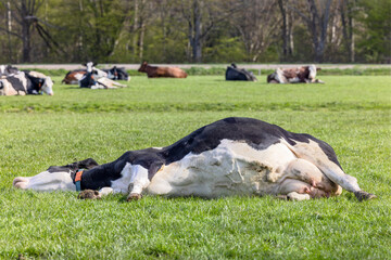 Naklejka na ściany i meble Cow lying stretched out, happy relaxing or sleeping showing belly and udder, lying for dead in the middle of a green meadow