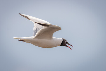 Black-headed gull (Chroicocephalus ridibundus) flights in the blue sky and yells . Small gull with chocolate-brown head and pale grey body, and open bill. Close-up portrait of gull with copyspace.