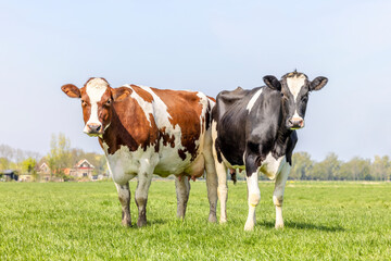 2 cows standing full length black red and white,  upright side by side in a field, looking curious, multi color diversity  in a green field under a blue sky and horizon over land