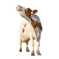 Cow isolated on white, cut out, standing head up, full length milk cattle, sniffing head up lifted...