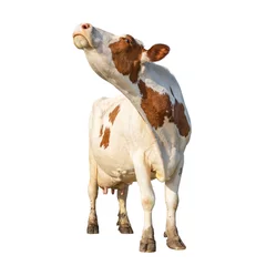 Foto op Canvas Cow isolated on white, cut out, standing head up, full length milk cattle, sniffing head up lifted and copy space © Clara