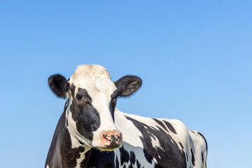 Holland milk cow, looking cute, black and white  dairy stock, pink nose, the background a blue sky