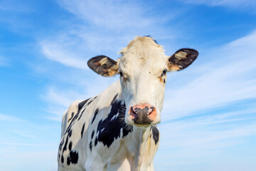 Cute cow looking friendly and shy, pink nose, medium shot of a black-and-white cow in front of a blue sky
