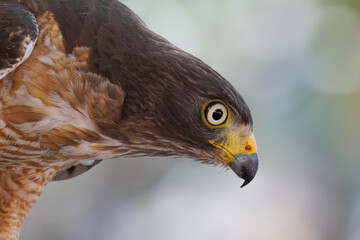 Roadside hawk (Gavião-carijó)