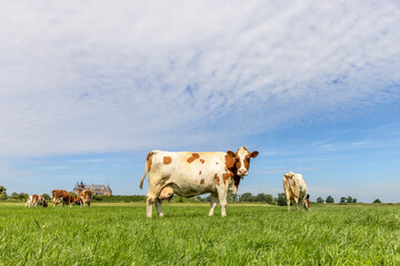 Dairy cow milk cattle red and white, udder large and full and mammary veins, a green field and a blue sky