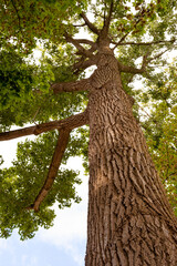 Tree trunk, bottom view