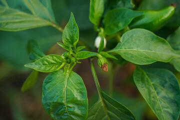 Flower of pepper and juicy green leaves, selective focus. Flower bell pepper among green leaves in the garden. The first flowers of planted peppers