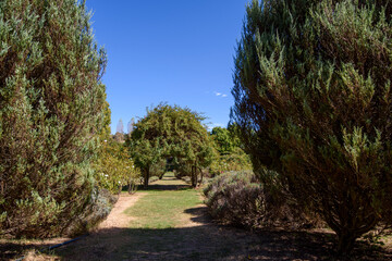 Fototapeta premium Lavandula Swiss Italian Lavender Farm just outside of Daylesford, Victoria, Australia