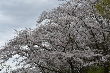 桜