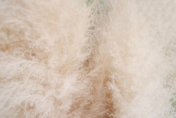 In Selective focus  white dried wild grass flower for background backdrop 