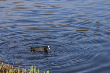 wild duck swims on the water creating ripples