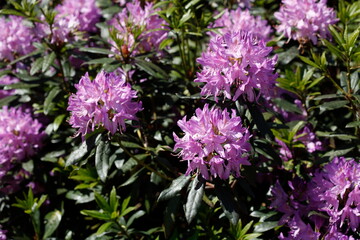 Pink Rhododendronblüte,  Close-Up, Deutschland