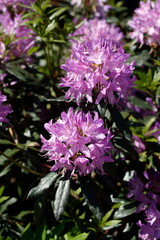 Pink Rhododendronblüte,  Close-Up, Deutschland