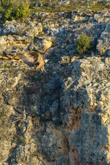 Griffon vulture landing on granite rock in the early morning sunshine