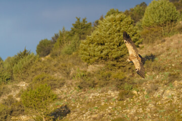 Griffon vulture flying over the trees with green leaves in spring at dusk