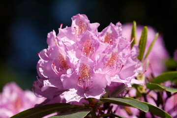 Pink Rhododendronblüte,  Close-Up, Deutschland