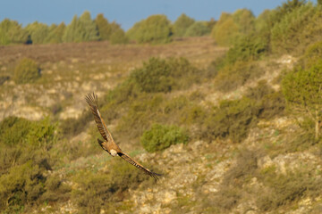 Griffon vulture flying over the trees with green leaves in spring at dusk