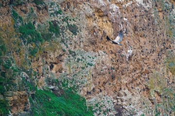 Griffon vulture landing on granite rock in the early morning sunshine