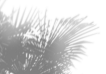 Summer background of shadows branch leaves on a white wall. White and Black for overlaying a photo or mockup