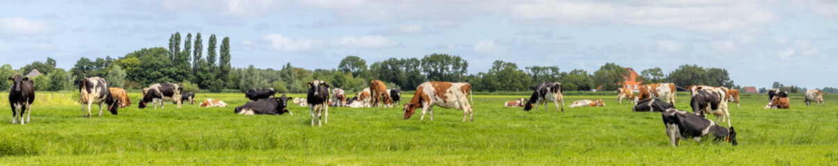 Fototapeta na wymiar Cows grazing in the pasture, a group peaceful and sunny, a herd in Dutch landscape of flat land with a wide blue sky with white clouds