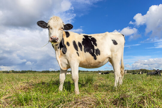Happy dairy cow side view and full length, cheerful standing in a green field with a blue sky