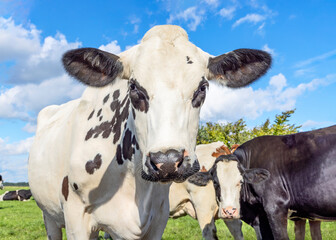 Cow black eyes and white fur, looking, in front of a blue sky